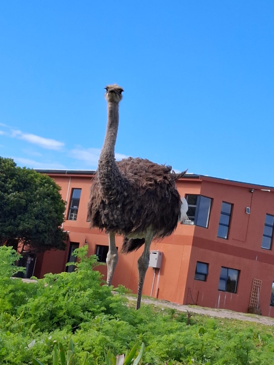 3 Bedroom Property for Sale in Franskraal Western Cape